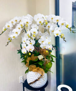 Chậu lan hồ điệp 10 cành hoa trắng trang trí văn phòng làm việc