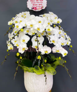 Chậu lan hồ điệp 10 cành mang ý nghĩa may mắn