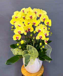 Chậu lan hồ điệp vàng 5 cành sang trọng, thu hút tài lộc và may mắn