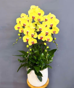 Lan hồ điệp vàng 5 cành rực rỡ – quà tặng thịnh vượng, ý nghĩa