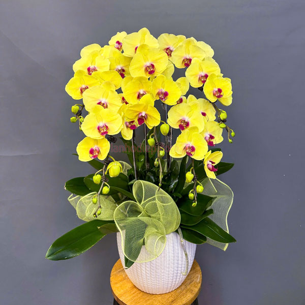 Chậu lan hồ điệp vàng 5 cành sang trọng, thu hút tài lộc và may mắn