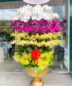 Chậu lan hồ điệp 68 cành chúc mừng sinh nhật