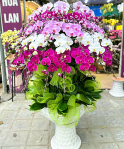 Chậu lan hồ điệp đa sắc 68 cành mang đến nhiều may mắn, tài lộc