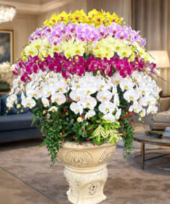 Chậu lan hồ điệp đa sắc 68 cành trưng phòng tiếp khách