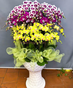 Chậu lan hồ điệp đa sắc 68 cành đẹp trưng Tết