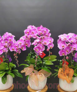 Chậu lan hồ điệp hồng bản đồ chúc mừng năm mới