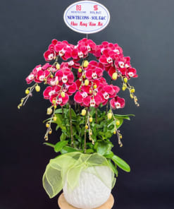 Chậu lan hồ điệp đỏ 10 cành đẹp