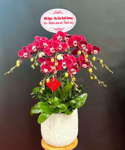 Chậu lan hồ điệp đỏ 10 cành làm quà tặng chúc mừng năm mới