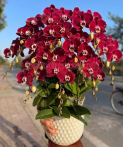 Chậu lan hồ điệp đỏ 10 cành làm quà tặng tân gia