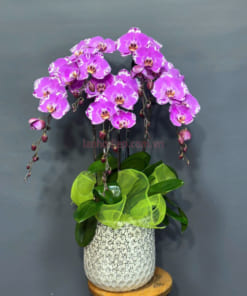 Chậu lan hồ điệp hồng 5 cành