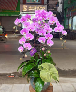 Chậu lan hồ điệp hoonff anna 5 cành đẹp