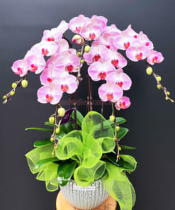 Chậu lan hồ điệp hồng để bàn đẹp