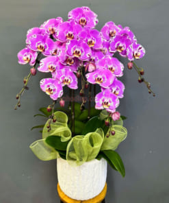 Chậu lan hồ điệp hồng mừng ngày phụ nữ 5 cành