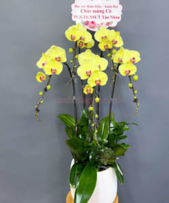 Chậu lan hô điệp vàng làm quà tặng thầy cô