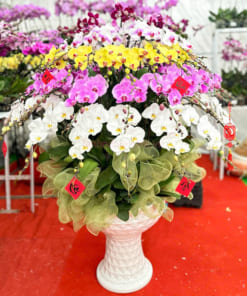 Chậu lan hồ điệp lộc phát 68 cành trưng Tết