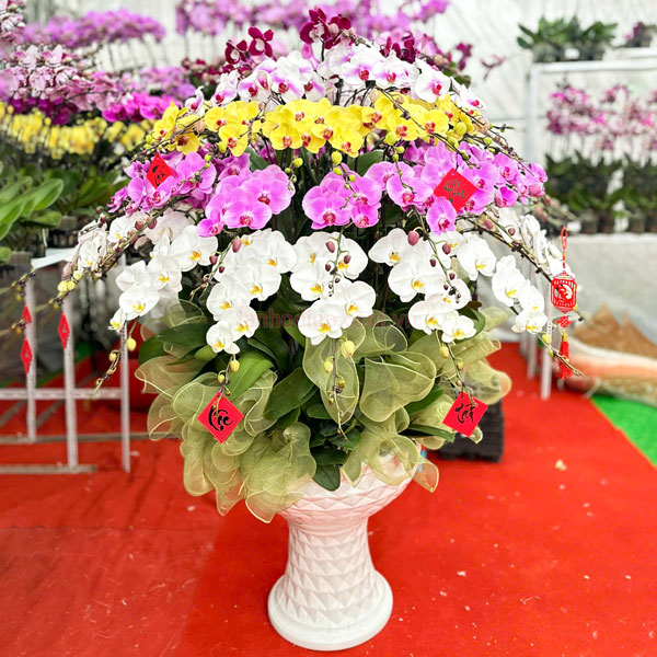 Chậu lan hồ điệp lộc phát 68 cành trưng Tết