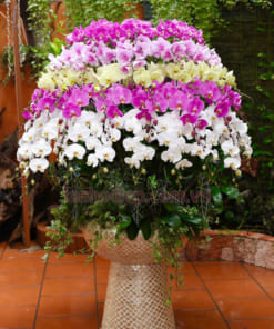 Chậu lan hồ điệp lộc phát trưng Tết