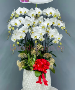 Chậu lan hồ điệp 10 cành trắng chúc mừng tân gia