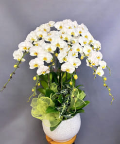 Chậu lan hồ điệp trắng 10 cành đẹp