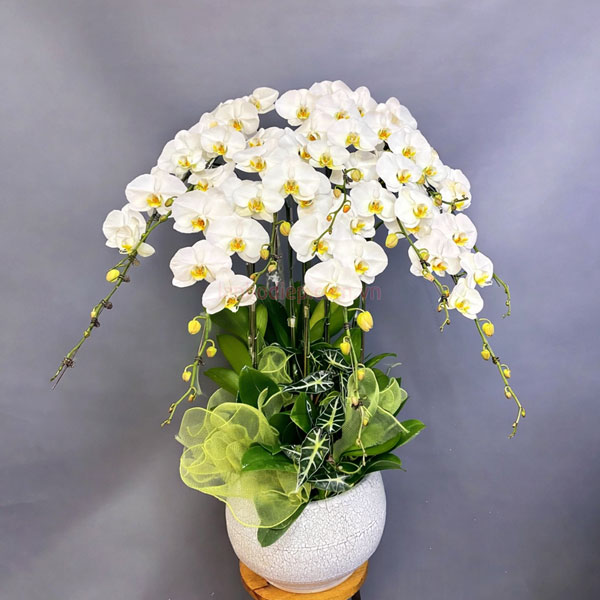 Chậu lan hồ điệp trắng 10 cành đẹp