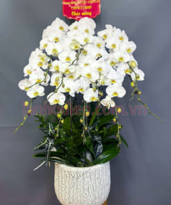 Chậu lan hồ điệp 10 cành món quà sang trọng