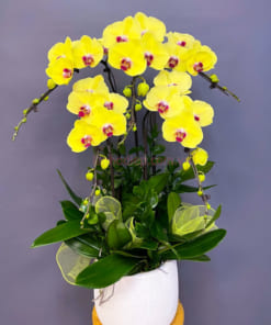 Chậu lan vàng 5 cành đẹp tinh tế, mang ý nghĩa may mắn và thành công