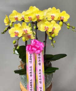 Chậu lan hồ điệp vàng 5 cành làm quà tặng phong cách Hàn Quốc