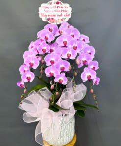 Chậu lan hồng 5 cành hồ điệp tặng sinh nhật