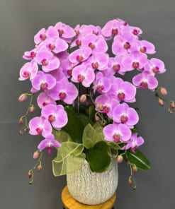 Chậu lan hồ điệp 5 cành mang ý nghĩa phong thủy tốt