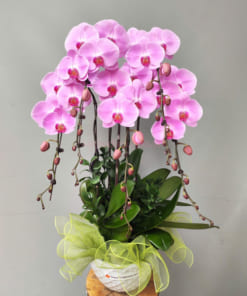 Chậu lan hồng hồ điệp 5 cành chúc mừng đối tác