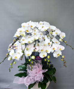 Chậu lan hồ điệp trắng có độ bền cao hơn các lẵng hoa cắt cành