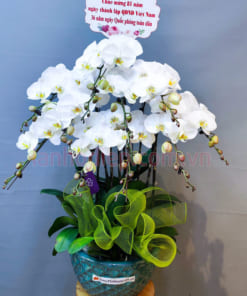 Chậu lan hồ điệp 10 cành làm quà chúc mừng