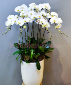 Chậu lan trắng hồ điệp 10 cành trang trí văn phòng làm việc