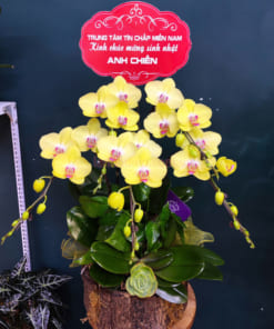 Chậu lan vàng hồ điệp 5 cành đẹp