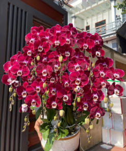 Chậu hoa hồ điệp đỏ 10 cành mang đến tài lộc, may mắn