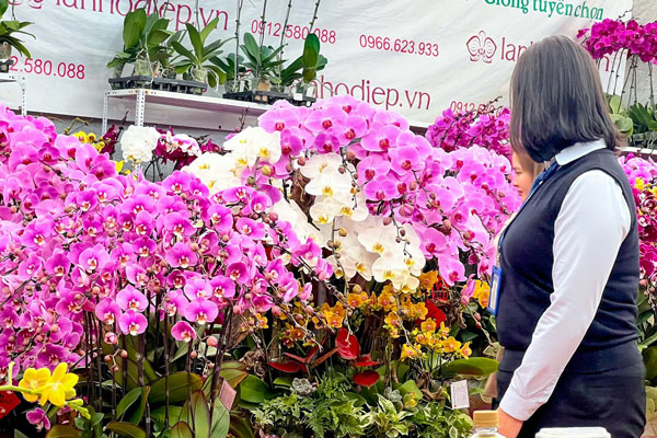 Đảm bảo chất lượng 100% là hoa lan hồ điệp Đà Lạt