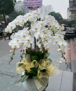 Giá bán chậu lan hồ điệp trắng 10 cành