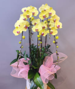 Hoa lan hồ điệp vàng trồng chậu làm quà tặng