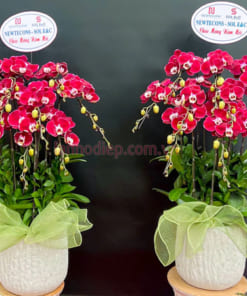 Hướng dẫn cách chăm sóc chậu lan hồ điệp đỏ tươi lâu