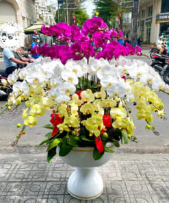 Hướng dẫn cách chăm sóc chậu hoa lan hồ điệp đa sắc 68 cành