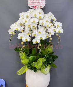 Lan hồ điệp trắng 10 cành tinh tế làm quà tặng