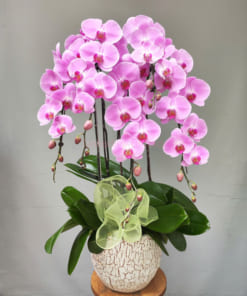 Chậu lan hồ điệp hồng mang vẻ đẹp trang nhã