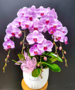 Chậu hoa hồ điệp hồng 5 cành mang vẻ đẹp tinh tế