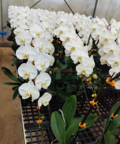 Cam kết chất lượng hoa lan hồ điệp có kích thước to và tươi tắn