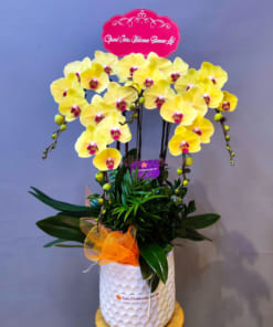 Nơi bán chậu lan hồ điệp vàng đẹp tại Hà Nội