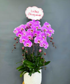 Quà tặng hoa lan hồ điệp 5 cành hồng bản đồ