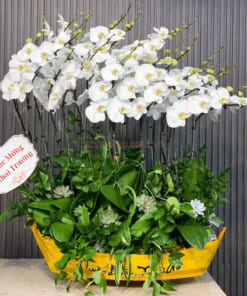 Thuyền lan hồ điệp 18 cành thuận buồm xuôi gió hoa trắng