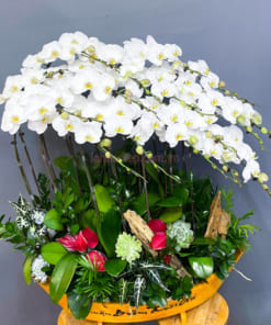 Thuyền hoa lan hồ điệp trắng 18 cành đẹp