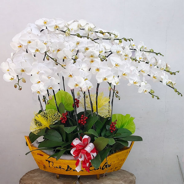 Thuyền hoa lan trắng 10 cành tặng khai trương