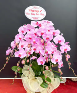 10 cành hoa lan hồ điệp hồng ghép chậu mừng sinh nhật